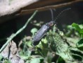 /album/coleoptera/podabrus-rugosulus-jpg/